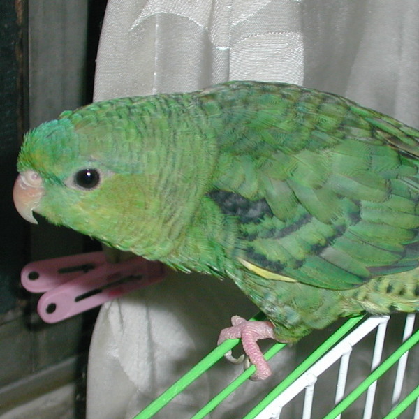 橫斑鸚鵡
