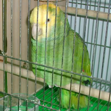 大黃頭亞馬馴