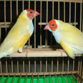 七彩文鳥