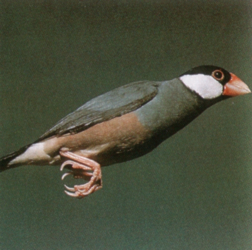 文鳥