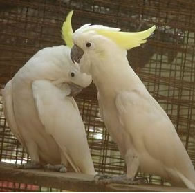 葵花鳳頭鸚鵡